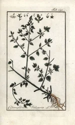 Vulvar (Chenopodium vulvaria). Litografi från "Picture of the Artseny-Gewassen" av Johannes Zorn (1739-1799), Nederländerna