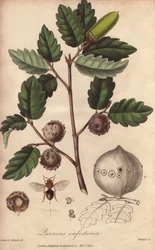 Walesek (Quercus infectoria) - Starkt vatten av William Clarke för att illustrera "Medical Botanical, Description of the Medicinal Plants of London, Edinburgh and Dublin" av John Stephenson och James Morss Churchill, publicerad i London av John Churchill å