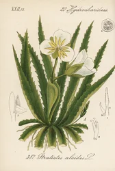 Vattenaloe - Vattensoldat, Stratiotes aloides. Handkolorerad litografi från Diederich von Schlechtendals tyska flora (Flora von Deutschland), Jena