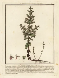 Vattengermander, Teucrium scordium.