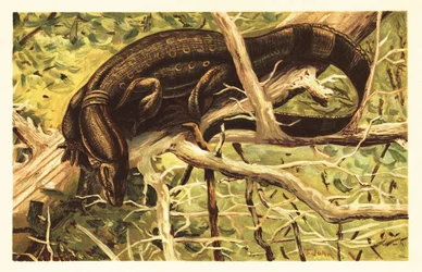 Vattenövervakningsödla, Varanus salvator. 1908 (litografi)