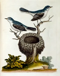 Akvarellillustration från en bok om sällsynta fåglar av G Edwards 1750. George Edwards (1694-1773) var en brittisk naturforskare och ornitolog. Han reste mycket i Europa och studerade naturhistoria och i synnerhet fåglar. Han fick ett visst erkännande