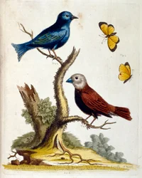 Akvarellillustration från en bok om sällsynta fåglar av G Edwards 1750. George Edwards (1694-1773) var en brittisk naturforskare och ornitolog. Han reste mycket i Europa och studerade naturhistoria och i synnerhet fåglar. Han fick ett visst erkännande