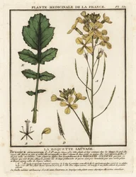Vattenkrassebladig raket, Erucastrum nasturtiifolium.