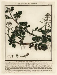 Vattenkrasse, Nasturtium officinale.