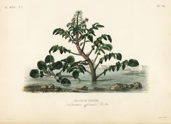Vattenkrasse eller gulkrasse, Nasturtium officinale, Cresson de fontaine