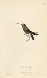 Wieds eller Neuwieds kolibri, Trochilus cyanogenys eller Ornismya wiedii. Handkolorerad stålgravyr av Coutant efter en illustration av Jean-Gabriel Pretre från Rene Primevere Lessons Natural History of the Colibri Genus of Hummingbirds.