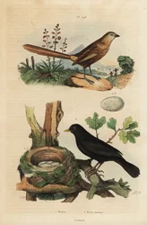Västra grästorn, Amytornis textilis 1 och vanlig koltrast med bo och ägg, Turdus merula 2. Merion, Merle commun