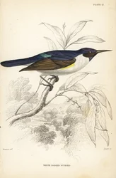 Västlig purpurryggad solstjärt, Anthreptes longuemarei (vitkroppad solstjärt, Anthreptes leucosoma). Handkolorerat stålstick av William Lizars efter William Swainson från Sir William Jardine