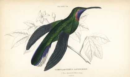 Vitstjärtad sabelvinge, Campylopterus ensipennis (blåstrupig sabelvinge, Trochilus latipennis). Handkolorerat stålstick av William Lizars ur Sir William Jardines „Naturalist