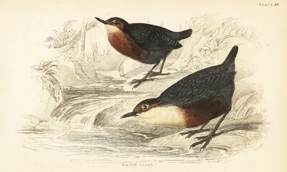 Vitstrupig dopp eller vattenouzel, Cinclus cinclus.1889 (gravyr)