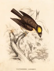 Vitstrupig spadnäbb, Platyrinchus mystaceus (gulhuvad flatnäbb, Platyrhynchus cancromus). Handkolorerad stålgravyr från Georg Friedrich Treitschkes naturhistoriska galleri, Naturhistorischer Bildersaal des Thierreiches, Liepzig