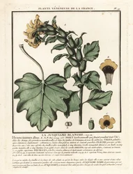 Vit höna, Hyoscyamus albus.