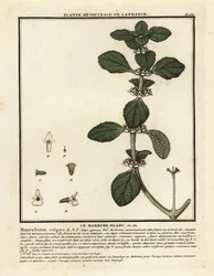 Vit horehound, Marrubium vulgare.