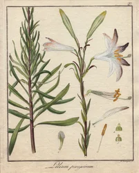 Vita liljor. Färgat kopparstick, i Botanique Medicinale (utgiven i Berlin, Tyskland