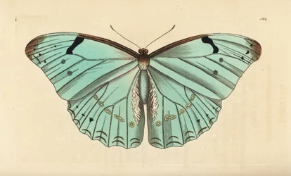 Vit morpho, Morpho laertes