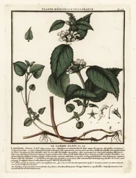 Vit nässla, Lamium album.