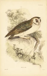 Vituggla eller kattuggla, Tyto alba, uppflugen på en sten. 1889 (gravyr)