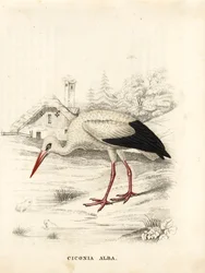Vit stork, Ciconia ciconia (Ciconia alba). Handkolorerad stålgravyr från Georg Friedrich Treitschkes naturhistoriska galleri, Naturhistorischer Bildersaal des Thierreiches, Liepzig