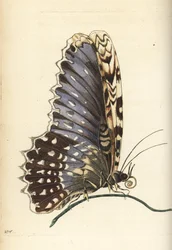 Vit häxmott, Thysania agrippina (Agrippina-fjäril, Phalaena agrippina). Illustration ritad och graverad av Richard Polydore Nodder efter Maria Sibylla Merian. Handkolorerat kopparstick från George Shaw och Frederick Nodders The Naturalist