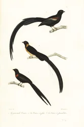 Whydah fåglar och widowbird.