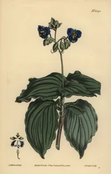 Änketårar, Tinantia erecta