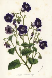 Vilda Canterburyklockor, Phacelia minor (Whitlavia grandiflora). Handkolorerad litografi från Louis van Houtte och Charles Lemaires Flowers of the Gardens and Hothouses of Europe, Flore des Serres et des Jardins de l