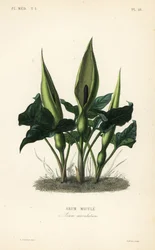 Vild arum, herrar och damer eller knekt i predikstolen, Arum maculatum, Arum macule
