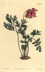 Vilda blödande hjärta, Dicentra formosa