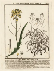 Vild raket, Diplotaxis tenuifolia.