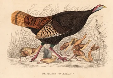 Vild kalkon, Meleagris gallopavo, höna med ungar. Handkolorerad litografi från Georg Friedrich Treitschkes naturhistoriska galleri, Naturhistorischer Bildersaal des Thierreiches, Liepzig