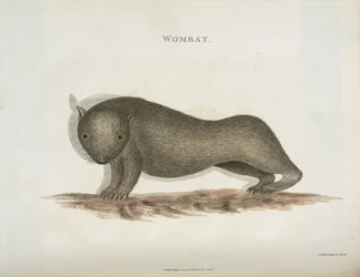 Wombat, Australien, ca 1798