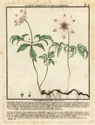 Skogsippor, Anemone nemorosa.