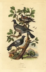 Skogsduva, Columba palumbus, vanlig duva, Columba livia och turturduva, Streptopelia risoria