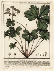 Träsanikel, Sanicula europaea.