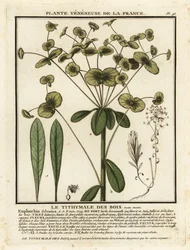Träspår, Euphorbia amygdaloides.