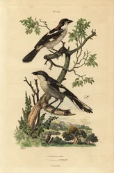 Träsnacktorn, Lanius senator, och södra gråskakan, Lanius meridionalis