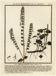 Skogsgermander, Teucrium scorodonia.