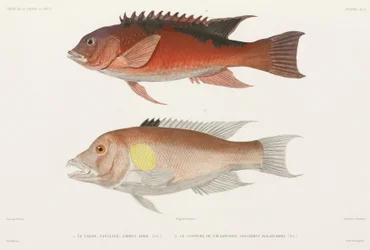 Läppfisk