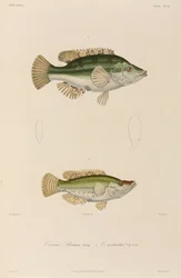 Läppfiskar, Svarta havet