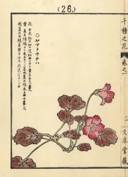 Yamato uchiwa eller iwakagami, Schizocodon soldanelloides, japansk alpväxt. Handkolorerat träsnitt av Kono Bairei från Senshu no Hana (Tusen olika sorters blommor), Bunkyudo, Kyoto
