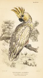 Gultofskakadua, Cacatua sulphurea. Akut hotad. 1889