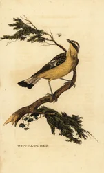 Gulrumpad flugsnappare, Ficedula zanthopygia. 1815 (gravyr)