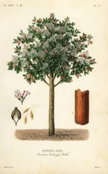 Gul cinchonabark, Cinchona calisaya, Cinchona jaune