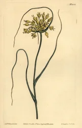 Gul vitlök, Allium gul