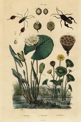 Gul lotus, Nelumbo lutea 1, bladfotade insekter, Anisoscelis foliaceus 2 och Anoplocnemis curvipes 3 och vit näckros, Nymphaea alba 4