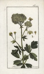 Gul svinmålla (Thalictrum flavum). Litografi från "Afbeelding der Artseny-Gewassen" av Johannes Zorn (1739-1799), Nederländerna