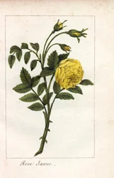 Gulrosa, gulrosa, Rosa lutea. Handkolorerat kopparstick av en illustration av Miss Prudhomme från "Hommage rendu a la Rose", Paris, cirka 1815. En presentbok med rosens historia och ett dussin botaniska miniatyrer.
