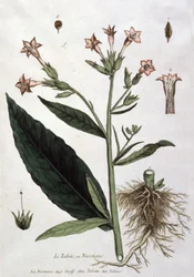 Ung tobaksplanta, tidigt 1800-tal (litografi)