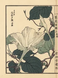 Yuugao, hyoutan, kalebass eller flaskgurka, Lagenaria siceraria. Handkolorerat träsnitt av Kono Bairei från Kusa Bana Hyakushu (One Hundred Varieties of Flowers), Tokyo, Yamada